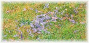 grey feathers on lawn2